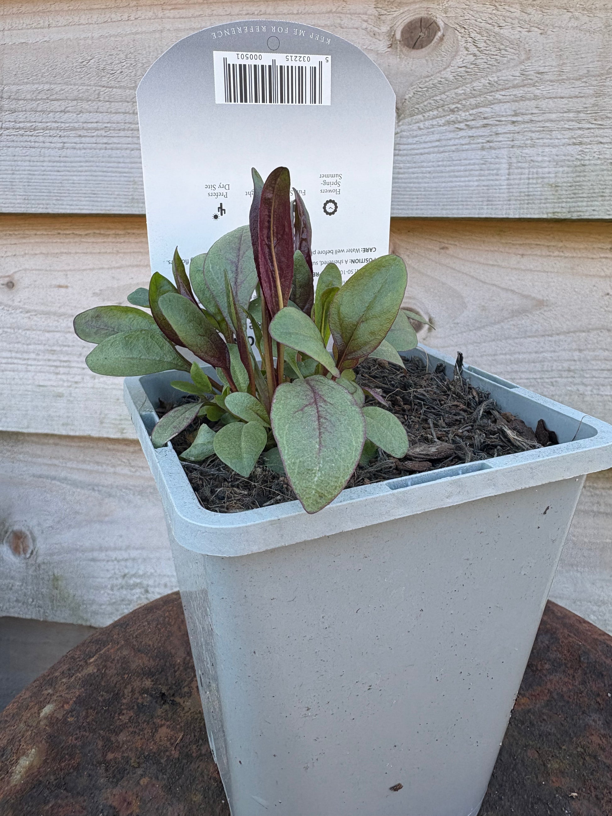 Penstemon husker red perennial plant with white / pink flowers 