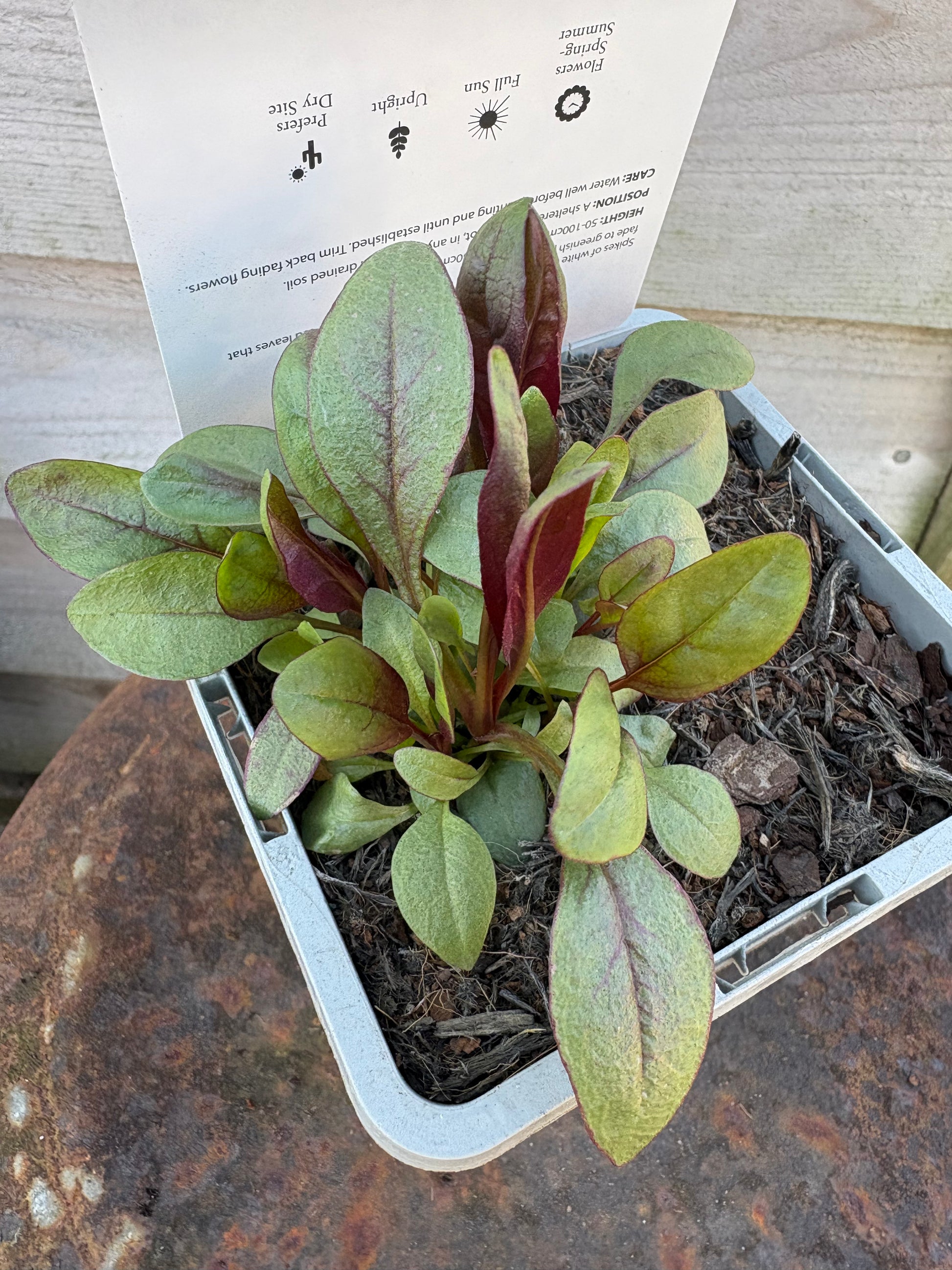 Penstemon husker red perennial plant with white / pink flowers 