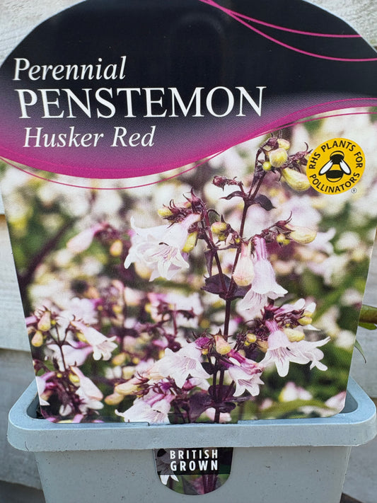 Penstemon husker red perennial plant with white / pink flowers 