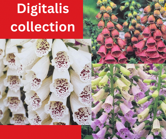Digitalis (Foxglove) collection