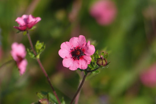 Potentilla Miss Willmott
