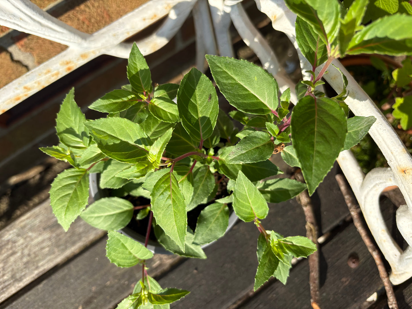 Fuchsia Delta