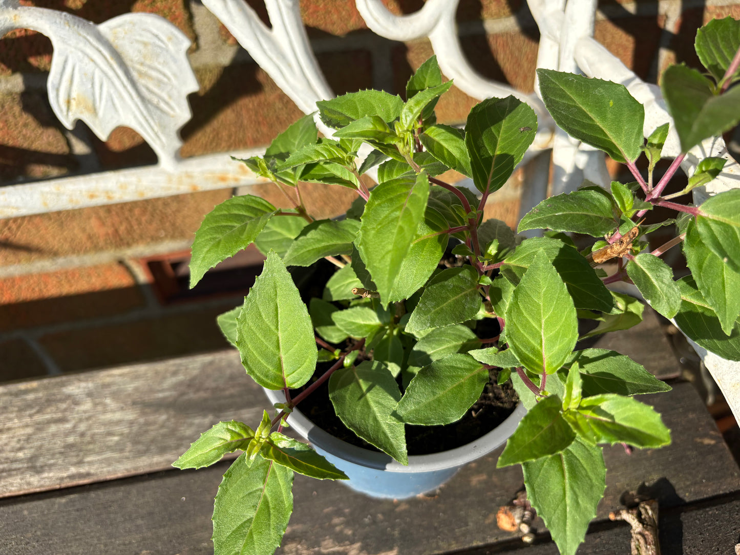 Fuchsia Delta