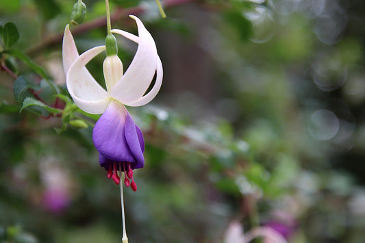 Fuchsia Delta