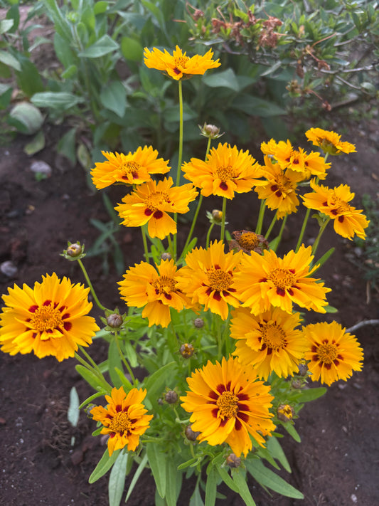 Coreopsis Sternhaler