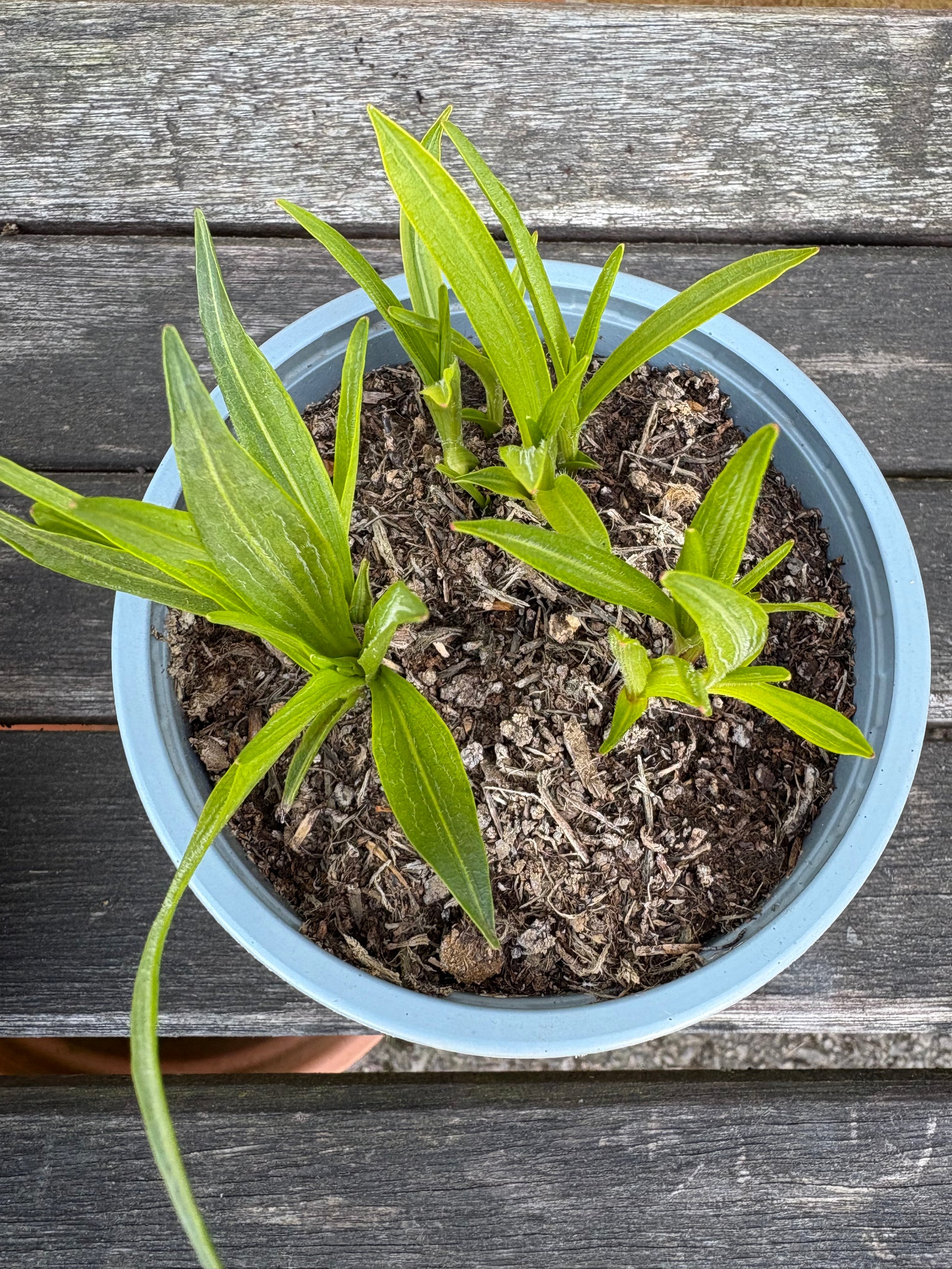 Liatris spicata - perennial plant with purple spiked flowers