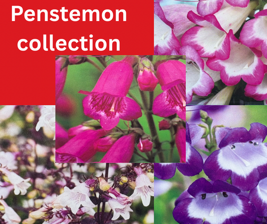 Penstemon Laura, penstemon czar, penstemon just Jayne, penstemon husker red. Four penstemons perennial plants together 