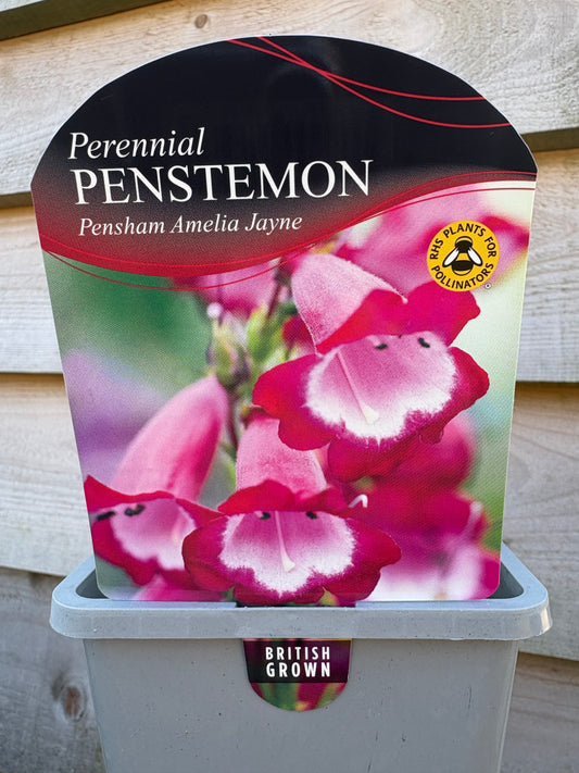 Penstemon pensham Amelia Jayne pink plant with flower  