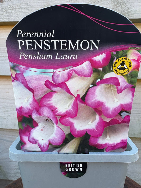 Penstemon pensham Laura pink and white perennial plant/ flower 