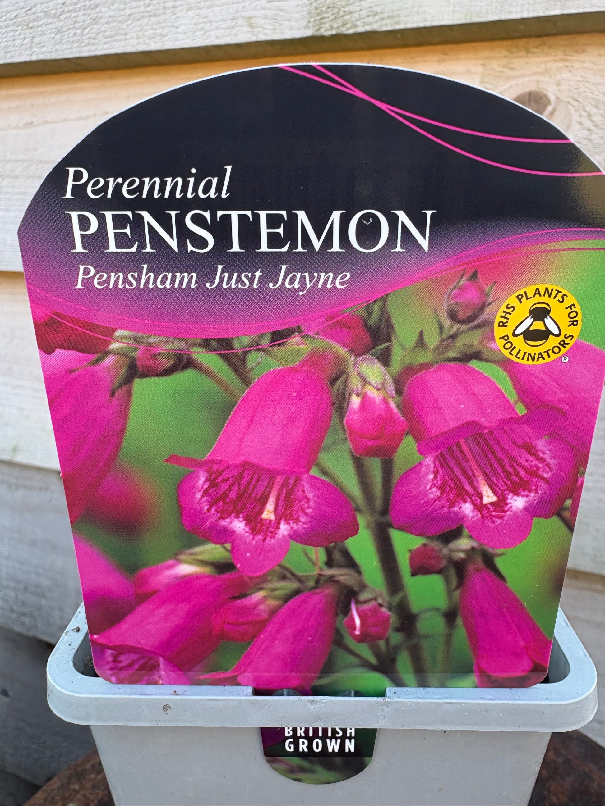 Penstemon pensham just Jayne perennial plant with pink flowers 