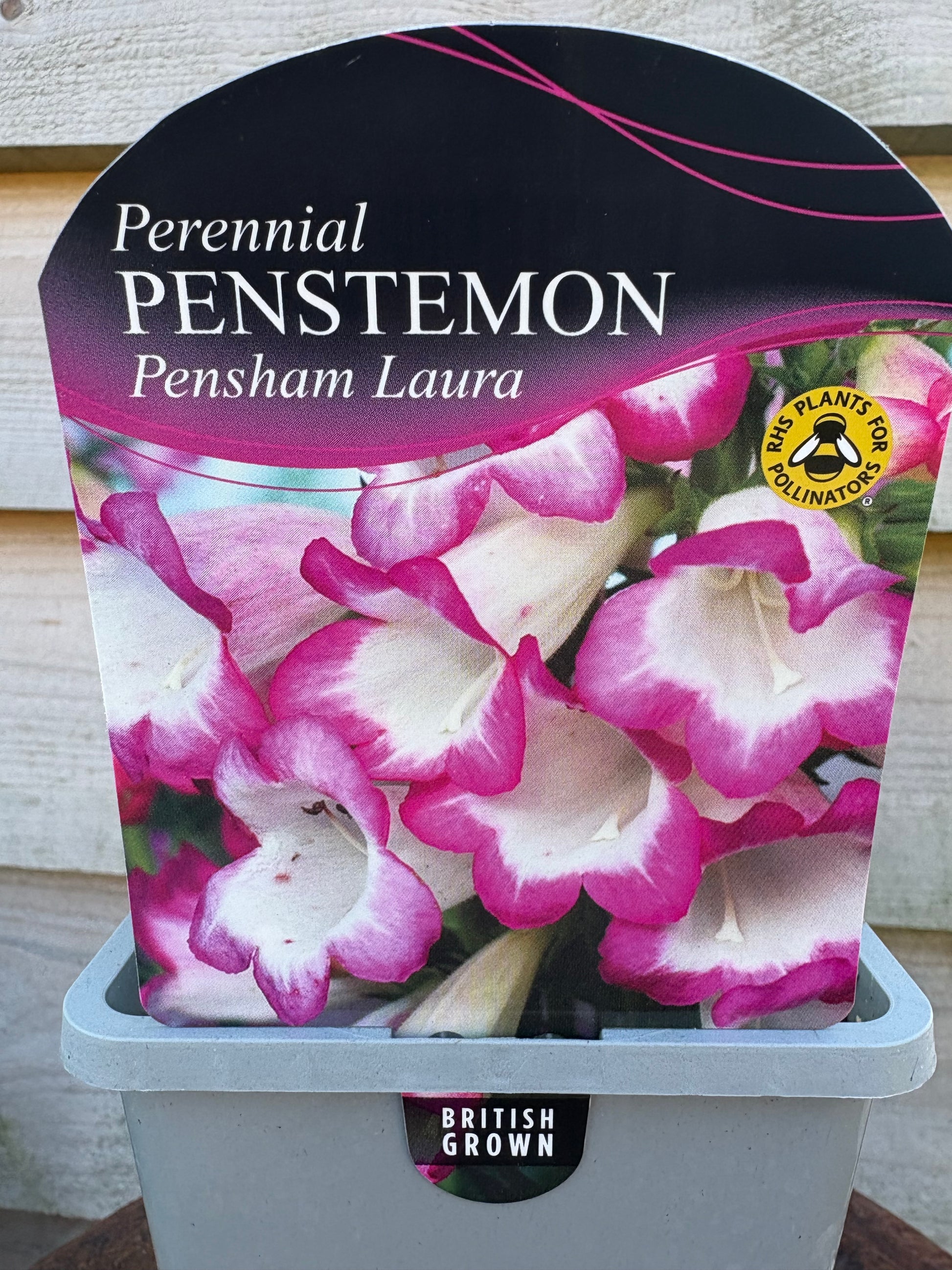 Penstemon pensham Laura perennial plant with pink and white flowers