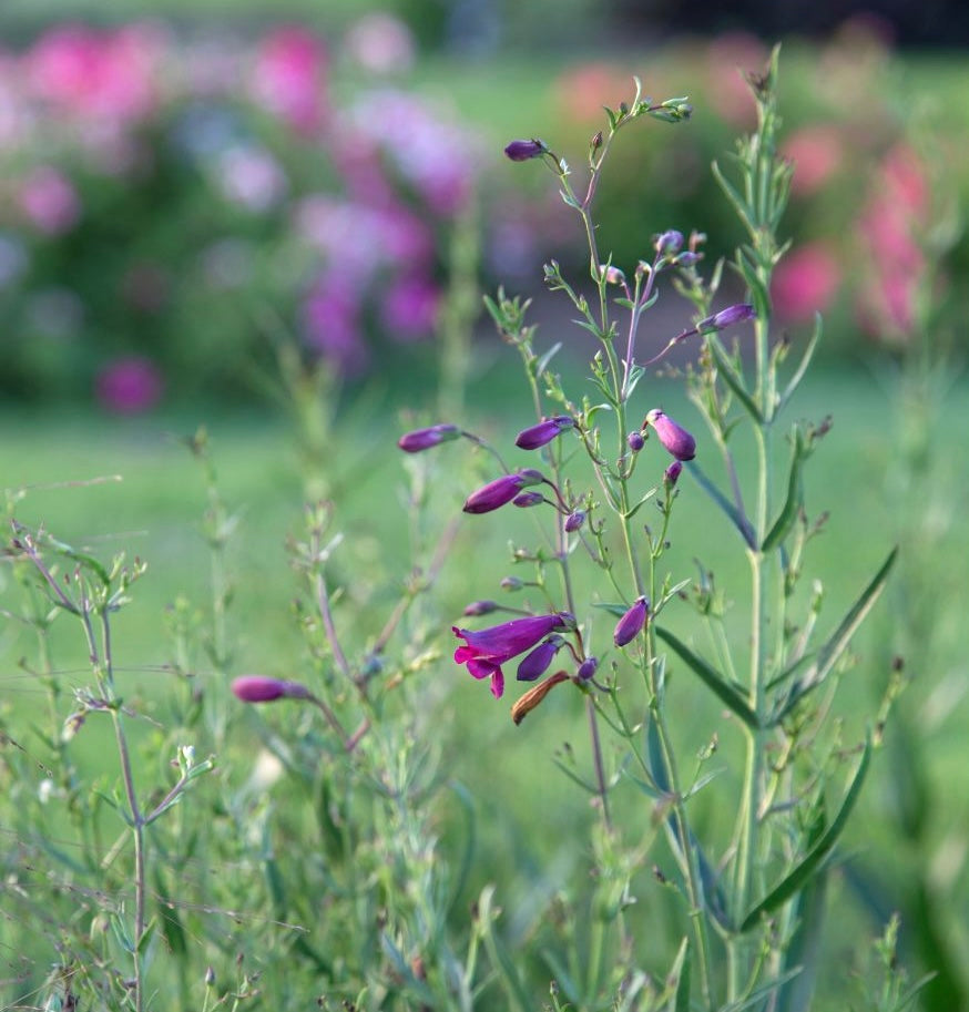 Penstemon plum jerkum purple perennial flower