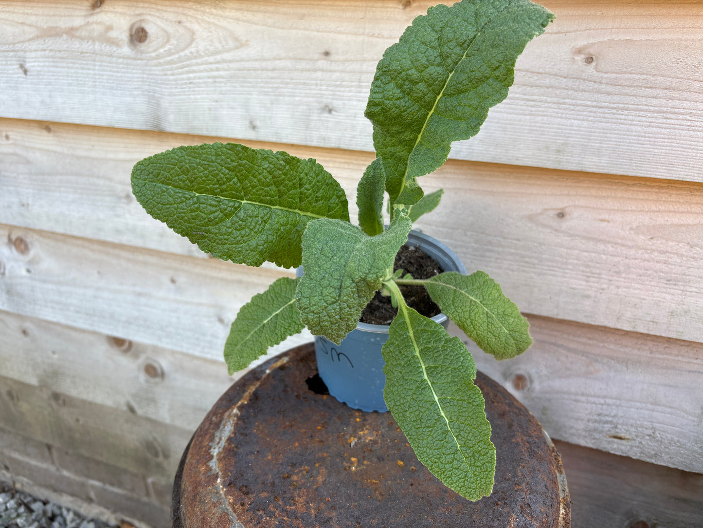 Verbascum snow maiden white flowered perennial plant
