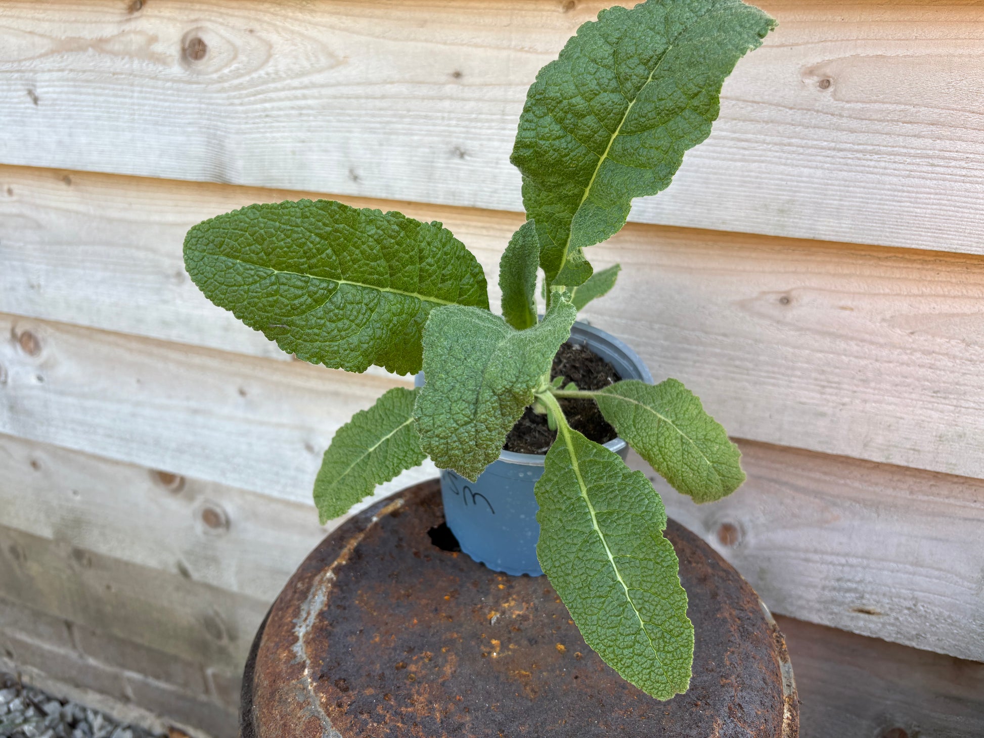 Verbascum snow maiden white flowered perennial plant