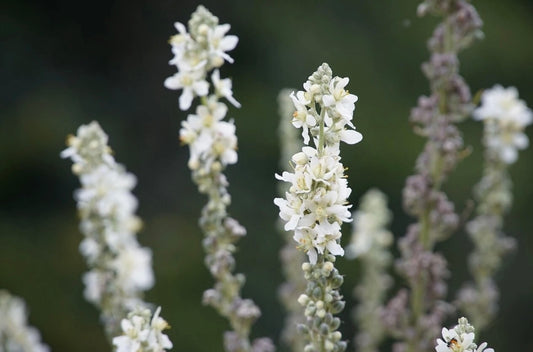 Verbascum snow maiden white flowered perennial plant